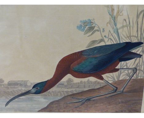 JOHN JAMES AUDUBON  (1785-1851)   THE GLOSSY IBIS. A  HAND COLOURED ELEPHANT FOLIO PRINT, ENGRAVED, PRIINTED AND COLOURED BY 
