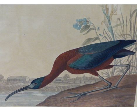 JOHN JAMES AUDUBON  (1785-1851)   THE GLOSSY IBIS. A  HAND COLOURED ELEPHANT FOLIO PRINT, ENGRAVED, PRIINTED AND COLOURED BY 