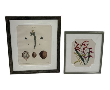 BOTANICAL PRINTS: MRS LOWDEN, ALONG WITH ANOTHER REDOUTEEach framed and glazed.