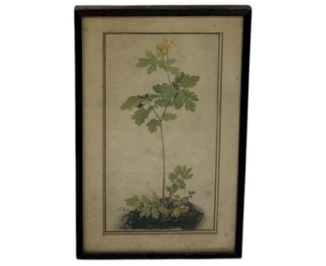 A BOTANICAL DRAWING OR PRINT DATED 152629cm x 15cmProvenance: Private collection, South West London.