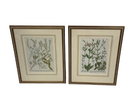A PAIR OF 19TH CENTURY BOTANICAL ENGRAVINGS, HAND COLOUREDFramed and glazed.