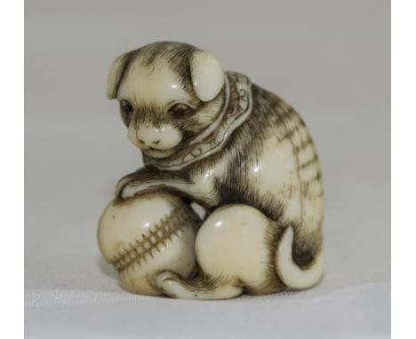 Kyoto Master Okatomo, A Very Fine Ivory Netsuke of a Pet Puppy with a Brocade Collar. He Is Posed with a Kemari Ball, The Eye