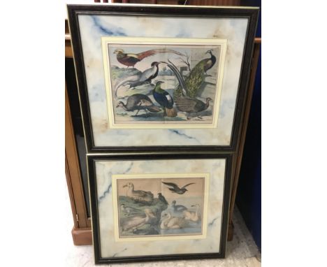 A set of six 19th Century black and white engraved and later coloured book plates of various ornithology including one depict