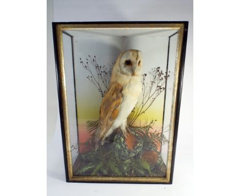 A taxidermy barn owl in case with trade label on the back Lewis Hutton