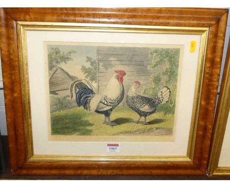 After W &amp; JC Ward - Hamburgh (Silver Spangled) etching by JF Homer, 21x29cm