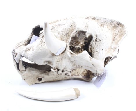 A replica 'Sabre Tooth Tiger' skull and jaw bone with two composition 'tusks'. 33cm long overall