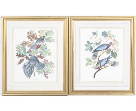 A pair of vintage coloured bird engravings. Including 'Canadian Jay' and 'Band-Tailed Pigeon'. Framed and glazed. 33cm x 41cm
