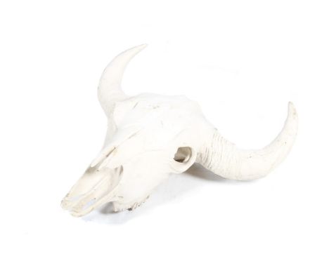A plaster of paris model of the skull of a short horn buffalo. Approx. 64cm high, 64cm wide overall