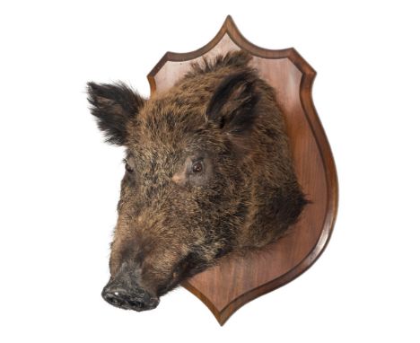 Wild Boar (Sus scrofa) full head mount on an oak shield plinth:, 72cm high