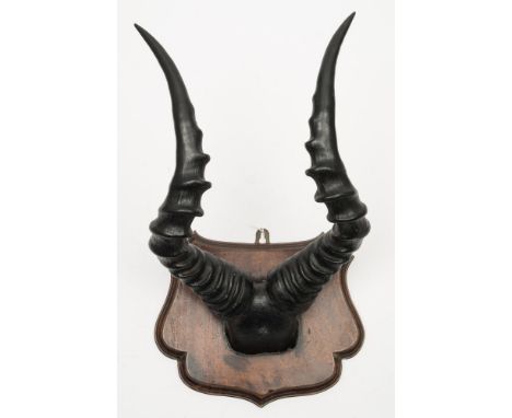 A pair of Gazelle horns and skull mount on a mahogany plinth:, unsigned 46cm high.