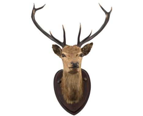 A 12 point Stag's head on pine shield plinth:, unsigned, 109cm high.