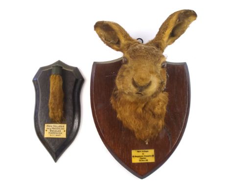 A mounted hare's foot by Rowland Ward, London:, together with a hare's mask on oak plinth, unsigned, both with inscribed and 