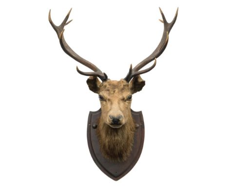 A 12 point Stag's head on pine shield plinth:, unsigned, 97cm high.