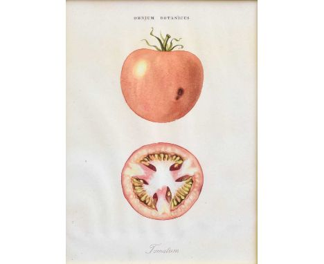 A Group of Four Prints From the Omnium Botanica, depicting tomato, onion, artichoke and pepper (4)
