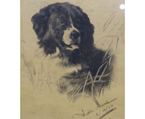 Walter Marsden (19th/20th century): charcoal sketch, portrait of a collie, dated 1904, 11 x 16 cm. Not available for in-house