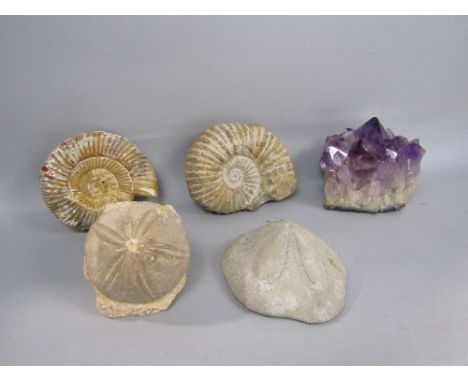 A box of interesting items to include two ammonite's, a geode type rock formation, further fossil finds