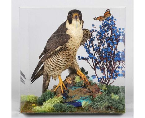 Taxidermy: A Cased Shaheen Falcon (Falco peregrinus peregrinator), circa 1936, India, a good quality full mount adult perched