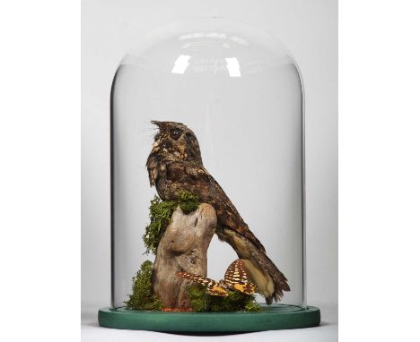 Taxidermy: An Eastern Whip-Poor-Will (Antrostomus vociferus), a full mount adult looking straight ahead, perched atop a small