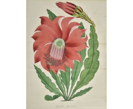 Paxton (Joseph, editor). Paxton's Magazine of Botany, volumes 1-15 (of 16), 1st edition, London: Orr and Smith [-William S. O