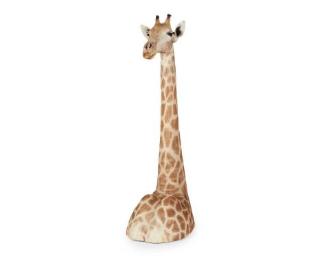 Y TAXIDERMY GIRAFFE HEAD, NECK, AND SHOULDER MOUNT 20TH CENTURY natural specimen mount with glass eyes(238cm high)Footnote: N