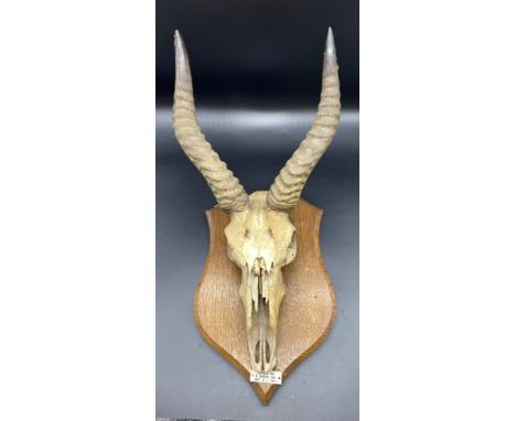 Early 20th century Buffon's kob skull with horns set with a presentation plaque Buffon's Kob N. Nigeria 1908. Capt W.L Ewing 