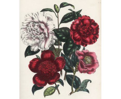 LOUDON (JANE)The Ladies' Flower-Garden,  third edition, 42 hand-coloured lithographed plates, modern cloth, James Nelson, 186