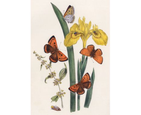 HUMPHREYS (HENRY NOEL) AND JOHN OBADIAH WESTWOODBritish Butterflies and their Transformations, 43 hand-coloured lithographed 