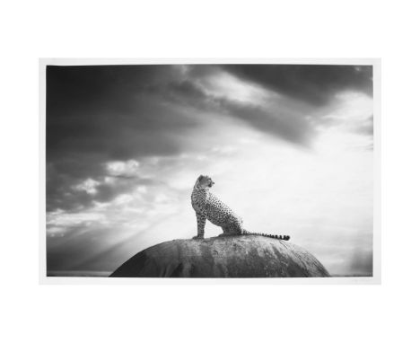  BJÖRN PERSSON (SWEDISH B.1974) CHEETAH'S THRONE XL Inkjet pigment print on Hahnemühle Photo Rag Ultra Smooth 305gsm, 10/10, 