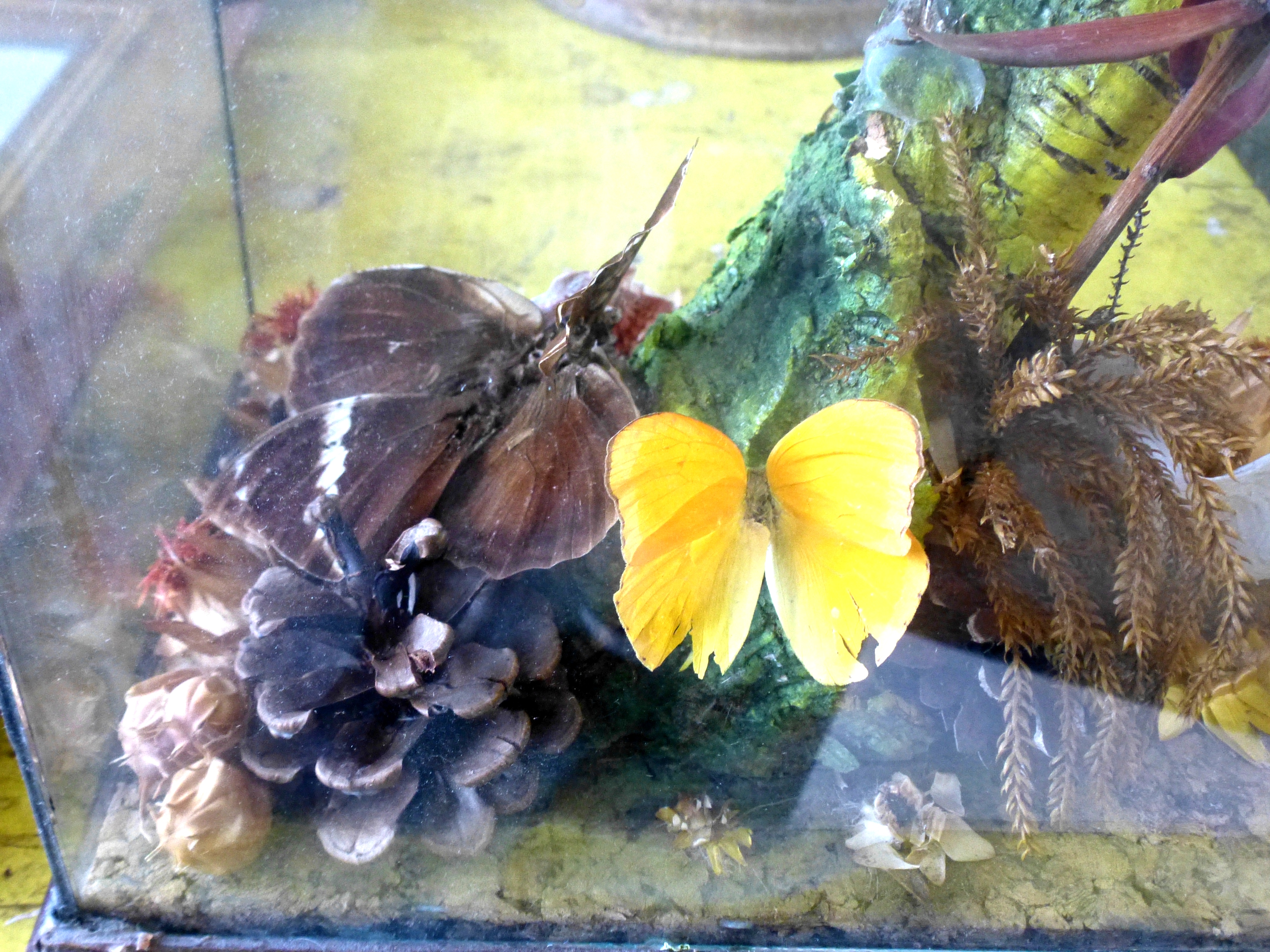 1 Butterfly Display in Glass Case W 26.5cm x D 15.5cm x H 25.5cm