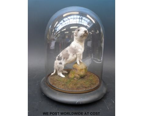 A taxidermy study of a puppy with a spotted coat under glass dome (26cm tall) on wooden base