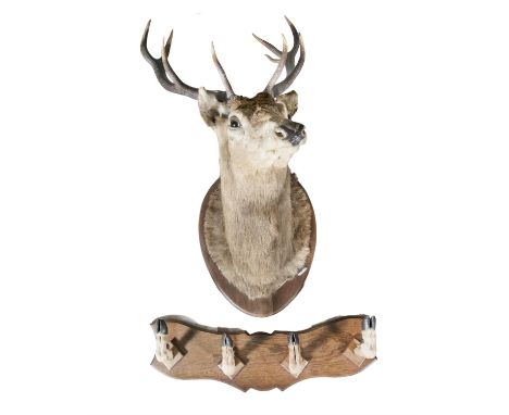 TAXIDERMYA large stag’s head with ten point antlers on a timber shield. 89cm wide; together with a four hoof Hunting Room han