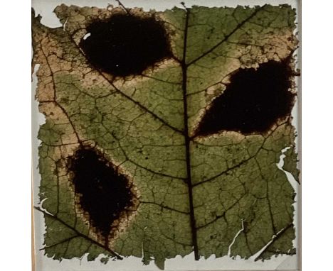 Garry Fabian Miller (b. 1957) photographic print - Torn sycamore, 4/5, 1984, 9cm x 9cm, glazed frame
