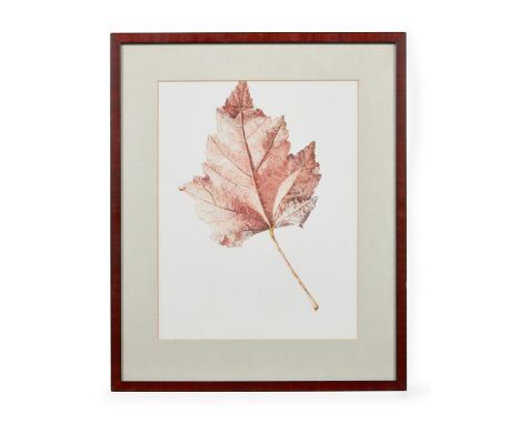 λ  RORY MCEWEN (BRITISH 1932-1982) ACER RUBUM Offset lithograph printed in colours, 1980, signed in pencil, numbered 2/20, on