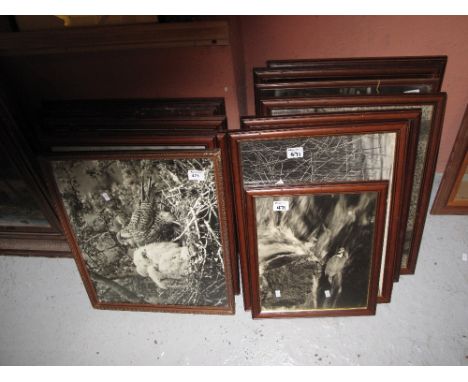 A Collection of framed, large format, ornithological photographs by Graham Date, mainly featuring birds of prey, also includi