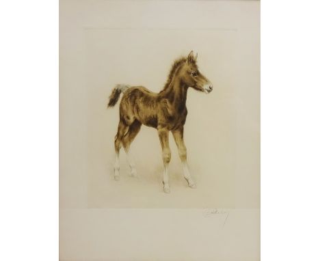 Kurt Meyer Eberhardt (German 1895-1977): Bay Foal, etching signed 45cm x 35cm Condition Report Click here for further images,