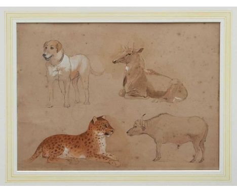 William Strutt (1825-1916) two pencil and watercolours heightened with white - studies of a lion and lioness, a buffalo, chee