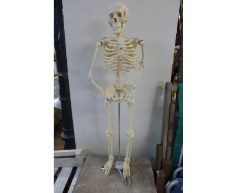 A model skeleton