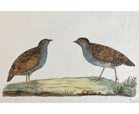 After Peter Paillou  Ornithological subjects  Six, all etchings with later hand colouring, all unframed  Each 38 x 55cm; 15 x