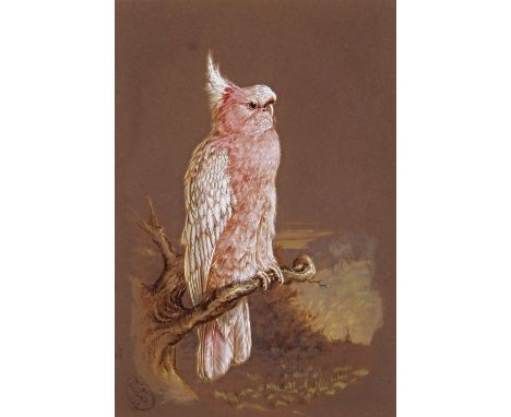 Harry Bright (1846-1895) Study of a pink cockatoo; Study of a black cockatoo A pair, both signed and dated 1868 Both watercol