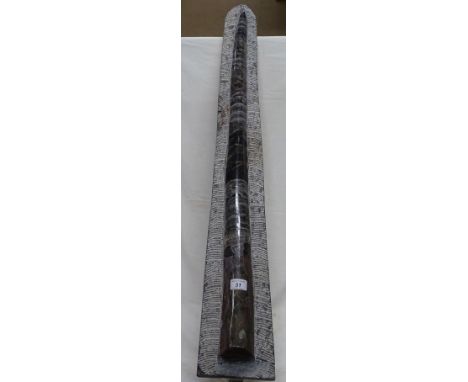 A large Orthoceras fossil, length 93cm.