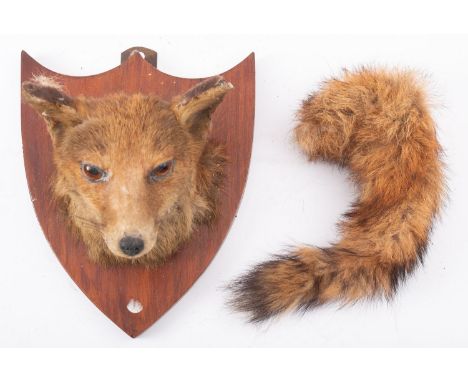 A taxidermy Fox mask on an oak shield, unsigned, together with loose tail, 28cm high. 