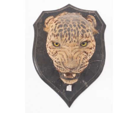 A late 19th/early 20th century taxidermy Leopard's head, unsigned, inset glass eyes, snarling mouth with teeth and tongue, mo