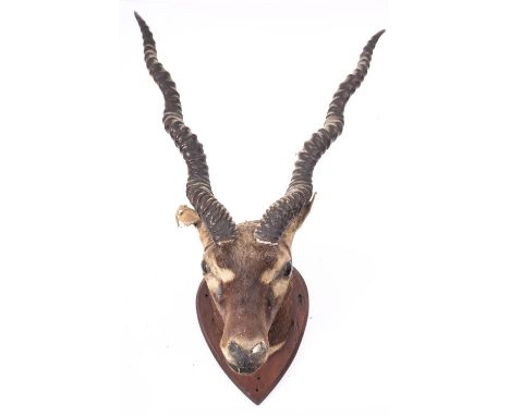 A taxidermy  shoulder mount Black Buck head on a shield plinth, manuscript inscription to reverse of shield 'Royal Black Buck