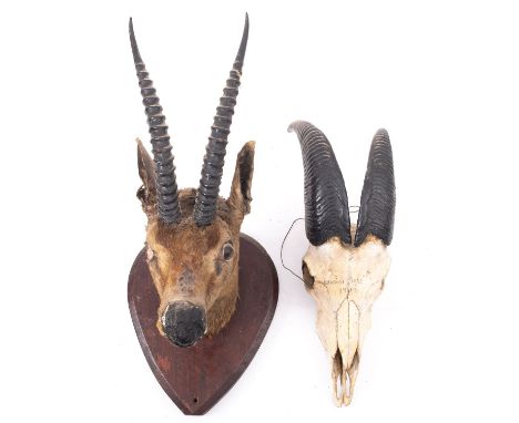 A taxidermy  shoulder mount Chinkara head on a shield plinth, the reverse with an attached card for Major F Raymond Curry wit