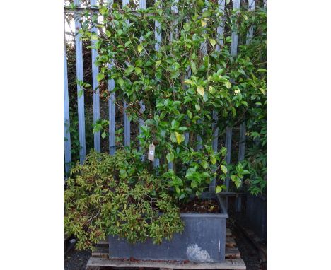 A pair of 20th century rectangular lead troughs, one trough planted with a camelia and another green leaved shrub, (2).