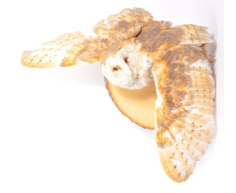 Taxidermy and natural history - A 20th Century vintage taxidermy owl mounted on wall plaque. Owl is depicted with wings sprea