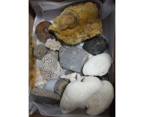 A COLLECTION OF FOSSILS to include ammonites, shells and coral