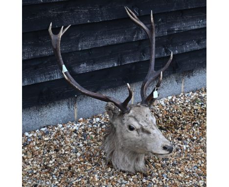 Taxidermy - A vintage red deer head with twelve points 