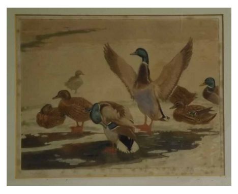 Winifred Austen, signed in pencil to margin, coloured etching,  Mallard , 8 = x 11 = ins  