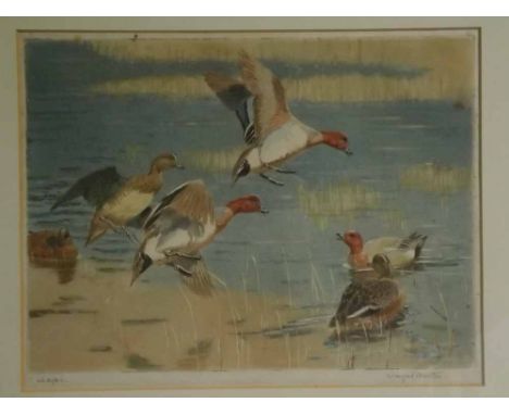 Winifred Austen, signed in pencil to margin, coloured etching,  Widgeon , 8 = x 11 = ins  